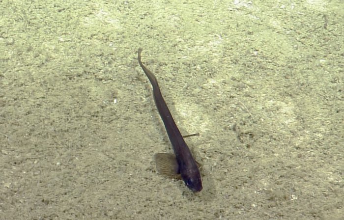 Ophidiidae Ophidiidae