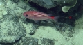 Ostichthys trachypoma, 257-429 m Conrad Seamount, Caribbean.

Photograph courtesy of Ocean Exploration Trust. Identification from photograph by A. Quattrini et al. For more information see: Quattrini AM, Demopoulos AWJ, Singer R, Roa-Veron A, Chaytor JD (2017). Demersal fish assemblages on seamounts and other rugged features in the northeastern Caribbean. Deep Sea Research Part I: Oceanographic Research Papers 123: 90-104.