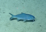 Polymixia lowei, 527-810 m Noroit Seamount, Caribbean.

Photograph courtesy of Ocean Exploration Trust. Identification from photograph by A. Quattrini et al. For more information see: Quattrini AM, Demopoulos AWJ, Singer R, Roa-Veron A, Chaytor JD (2017). Demersal fish assemblages on seamounts and other rugged features in the northeastern Caribbean. Deep Sea Research Part I: Oceanographic Research Papers 123: 90-104.