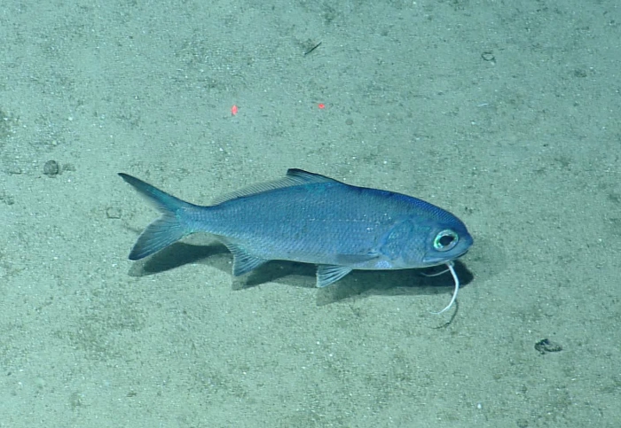 Polymixia lowei Polymixia lowei