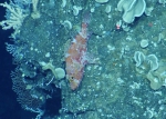 Pontinus castor, 264-299 m Desecheo Ridge, Caribbean.

Photograph courtesy of Ocean Exploration Trust. Identification from photograph by A. Quattrini et al. For more information see: Quattrini AM, Demopoulos AWJ, Singer R, Roa-Veron A, Chaytor JD (2017). Demersal fish assemblages on seamounts and other rugged features in the northeastern Caribbean. Deep Sea Research Part I: Oceanographic Research Papers 123: 90-104.