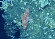 Pontinus castor, 264-299 m Desecheo Ridge, Caribbean.

Photograph courtesy of Ocean Exploration Trust. Identification from photograph by A. Quattrini et al. For more information see: Quattrini AM, Demopoulos AWJ, Singer R, Roa-Veron A, Chaytor JD (2017). Demersal fish assemblages on seamounts and other rugged features in the northeastern Caribbean. Deep Sea Research Part I: Oceanographic Research Papers 123: 90-104.
