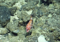 Pontinus cf. rathbuni, 412-544 m Conrad Seamount, Caribbean.

Photograph courtesy of Ocean Exploration Trust. Identification from photograph by A. Quattrini et al. For more information see: Quattrini AM, Demopoulos AWJ, Singer R, Roa-Veron A, Chaytor JD (2017). Demersal fish assemblages on seamounts and other rugged features in the northeastern Caribbean. Deep Sea Research Part I: Oceanographic Research Papers 123: 90-104.
