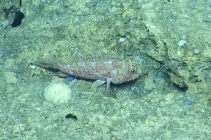 Pontinus longispinis, 396-490 m Dog Seamount, Caribbean.

Photograph courtesy of Ocean Exploration Trust. Identification from photograph by A. Quattrini et al. For more information see: Quattrini AM, Demopoulos AWJ, Singer R, Roa-Veron A, Chaytor JD (2017). Demersal fish assemblages on seamounts and other rugged features in the northeastern Caribbean. Deep Sea Research Part I: Oceanographic Research Papers 123: 90-104.