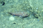 Pontinus longispinis, 396-490 m Dog Seamount, Caribbean.

Photograph courtesy of Ocean Exploration Trust. Identification from photograph by A. Quattrini et al. For more information see: Quattrini AM, Demopoulos AWJ, Singer R, Roa-Veron A, Chaytor JD (2017). Demersal fish assemblages on seamounts and other rugged features in the northeastern Caribbean. Deep Sea Research Part I: Oceanographic Research Papers 123: 90-104.
