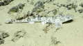 Scyliorhinus boa, 429-631 m Dog Seamount, Caribbean.

Photograph courtesy of Ocean Exploration Trust. Identification from photograph by A. Quattrini et al. For more information see: Quattrini AM, Demopoulos AWJ, Singer R, Roa-Veron A, Chaytor JD (2017). Demersal fish assemblages on seamounts and other rugged features in the northeastern Caribbean. Deep Sea Research Part I: Oceanographic Research Papers 123: 90-104.