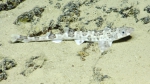 Scyliorhinus boa, 429-631 m Dog Seamount, Caribbean.

Photograph courtesy of Ocean Exploration Trust. Identification from photograph by A. Quattrini et al. For more information see: Quattrini AM, Demopoulos AWJ, Singer R, Roa-Veron A, Chaytor JD (2017). Demersal fish assemblages on seamounts and other rugged features in the northeastern Caribbean. Deep Sea Research Part I: Oceanographic Research Papers 123: 90-104.