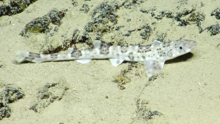 Scyliorhinus boa Scyliorhinus boa