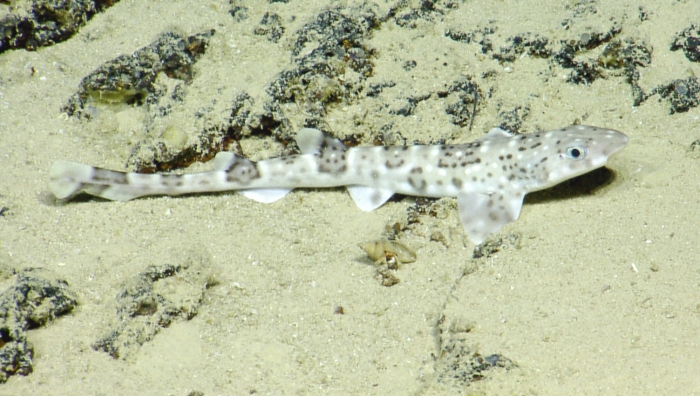 Scyliorhinus boa