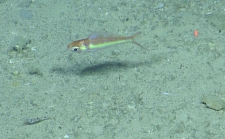 Symphysanodon berryi, 311-408  m Dog Seamount, Caribbean.

Photograph courtesy of Ocean Exploration Trust. Identification from photograph by A. Quattrini et al. For more information see: Quattrini AM, Demopoulos AWJ, Singer R, Roa-Veron A, Chaytor JD (2017). Demersal fish assemblages on seamounts and other rugged features in the northeastern Caribbean. Deep Sea Research Part I: Oceanographic Research Papers 123: 90-104.