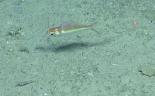 Symphysanodon berryi, 311-408  m Dog Seamount, Caribbean.

Photograph courtesy of Ocean Exploration Trust. Identification from photograph by A. Quattrini et al. For more information see: Quattrini AM, Demopoulos AWJ, Singer R, Roa-Veron A, Chaytor JD (2017). Demersal fish assemblages on seamounts and other rugged features in the northeastern Caribbean. Deep Sea Research Part I: Oceanographic Research Papers 123: 90-104.