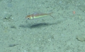 Symphysanodon berryi, 311-408  m Dog Seamount, Caribbean.

Photograph courtesy of Ocean Exploration Trust. Identification from photograph by A. Quattrini et al. For more information see: Quattrini AM, Demopoulos AWJ, Singer R, Roa-Veron A, Chaytor JD (2017). Demersal fish assemblages on seamounts and other rugged features in the northeastern Caribbean. Deep Sea Research Part I: Oceanographic Research Papers 123: 90-104.