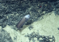 Xyelacyba myersi, 1664-1727 m Virgin Islands Basin, Caribbean.

Photograph courtesy of Ocean Exploration Trust. Identification from photograph by A. Quattrini et al. For more information see: Quattrini AM, Demopoulos AWJ, Singer R, Roa-Veron A, Chaytor JD (2017). Demersal fish assemblages on seamounts and other rugged features in the northeastern Caribbean. Deep Sea Research Part I: Oceanographic Research Papers 123: 90-104.
