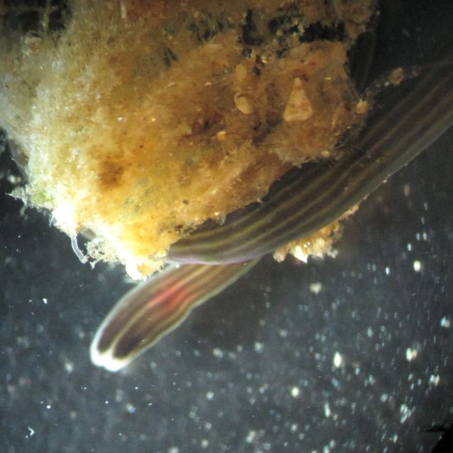 Lineus longissimus Lineus longissimus