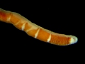 Nemertea (ribbon worms)