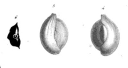 Quinqueloculina partschii d'Orbigny, 1846