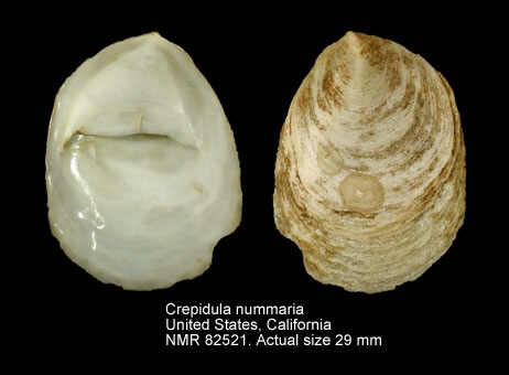 Crepidula nummaria