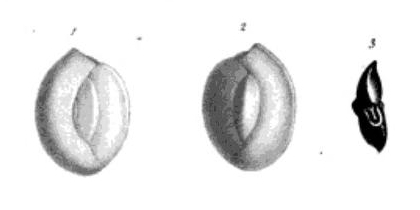 Quinqueloculina peregrina d'Orbigny, 1846