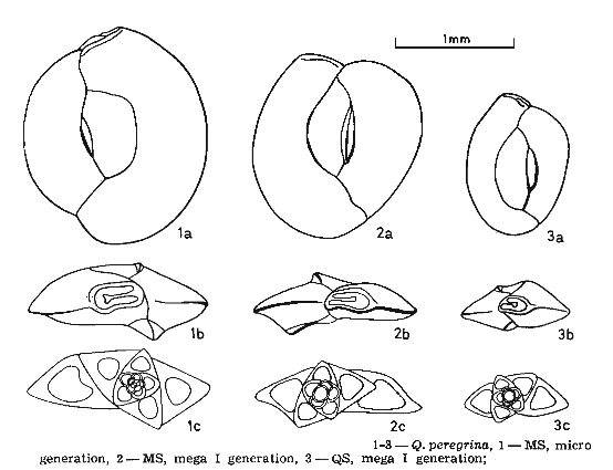 Quinqueloculina peregrina d'Orbigny, 1846