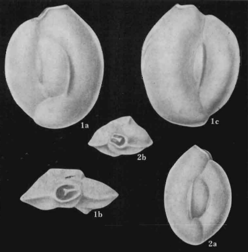 Quinqueloculina peregrina d'Orbigny, 1846 Quinqueloculina peregrina d'Orbigny, 1846