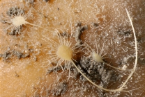Abyssocladia polycephalus,  2829 m Muir Seamount.

Photograph courtesy of E. Lazo-Wasem. Identifications by J. Hestetun et al. For more information see: Hestetun JT, Pomponi SA, Rapp HT (2016). The cladorhizid fauna (Porifera, Poecilosclerida) of the Caribbean and adjacent waters. Zootaxa 4175(6): 521-538.
 