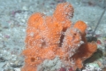 Porifera (sponges)