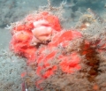 Porifera (sponges)