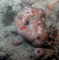 Porifera (sponges)