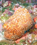 Porifera