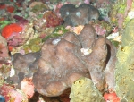 Porifera