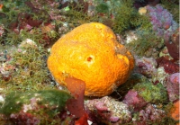 Halichondria sp., 50-110 m Flower Garden Banks, Gulf of Mexico.

Photograph courtesy of NOAA-FGBNMS/UNCW-UVP. Identifications by C. Savarese and K. Ruetzler. For more information see: http://flowergarden.noaa.gov/document_library/scidocs/spongeposter.pdf 