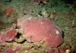 Porifera