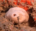 Porifera (sponges)