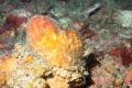 Porifera (sponges)