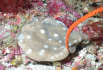 Petrosia sp., 50-110 m Flower Garden Banks, Gulf of Mexico.

Photograph courtesy of NOAA-FGBNMS/UNCW-UVP. Identifications by C. Savarese and K. Ruetzler. For more information see: http://flowergarden.noaa.gov/document_library/scidocs/spongeposter.pdf 