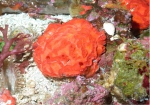 Porifera