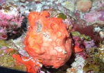 Porifera