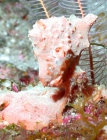 Pleraplysilla sp., 50-110 m Flower Garden Banks, Gulf of Mexico.

Photograph courtesy of NOAA-FGBNMS/UNCW-UVP. Identifications by C. Savarese and K. Ruetzler. For more information see: http://flowergarden.noaa.gov/document_library/scidocs/spongeposter.pdf 