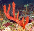 Porifera (sponges)