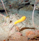 Rhizaxinella clava, 50-110 m Flower Garden Banks, Gulf of Mexico.

Photograph courtesy of NOAA-FGBNMS/UNCW-UVP. Identifications by C. Savarese and K. Ruetzler. For more information see: http://flowergarden.noaa.gov/document_library/scidocs/spongeposter.pdf 