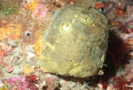 Porifera