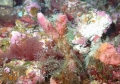 Porifera (sponges)