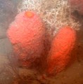 Porifera (sponges)