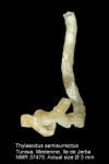 Thylaeodus semisurrectus