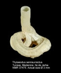 Thylaeodus semisurrectus