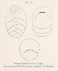 Textularia oviformis d'Orbigny in Fornasini, 1887
