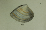 Cytheraea tellinoidea G.B. Sowerby II, 1851, original figure  pl. 136 fig. 191 in Thesaurus conchyliorum