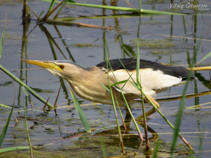 Little Bittern Ixobrychus minutus ♂ Little Bittern Ixobrychus minutus ♂