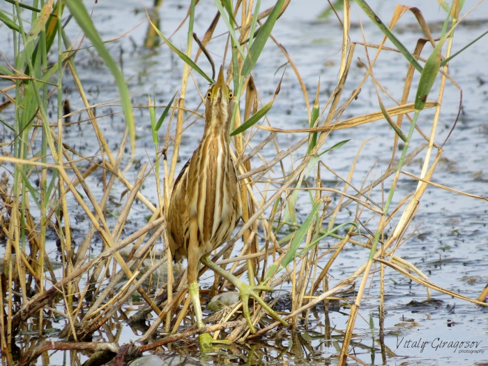 Little Bittern Ixobrychus minutus ?