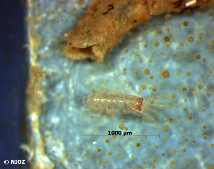 cf. Corophium sp.  Latreille, 1806 